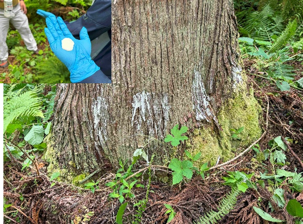 水和剤から塗布剤への変換